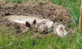 20250614_Chäfer-Fäscht_27.jpg