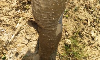 2019_Dirty_Day_085.jpg